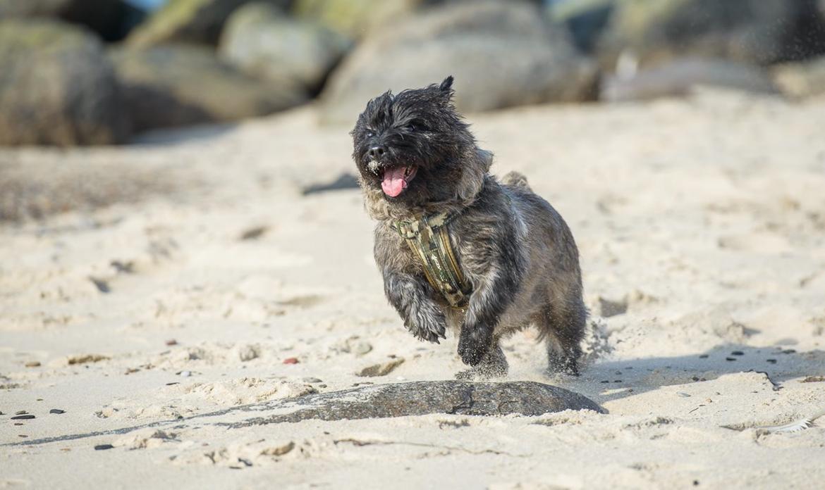 Cairn terrier Citta - 09.03.2014, Citta for fuld skrue billede 16