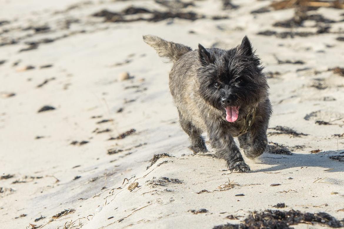 Cairn terrier Citta - 09.03.2014, Citta på stranden billede 34