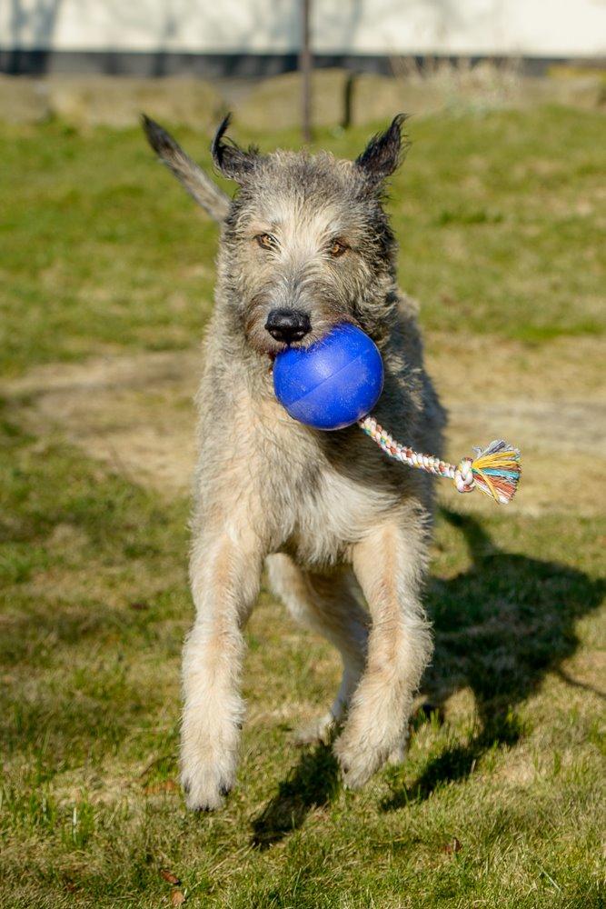 Irsk ulvehund Morgan - 09.03.2014, efter storvask i haven, så er der leg! billede 32