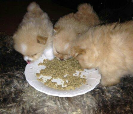 Pomeranian Cleo - Cleo 34 dage gammel (Hende til venstre med foden i maden) billede 7
