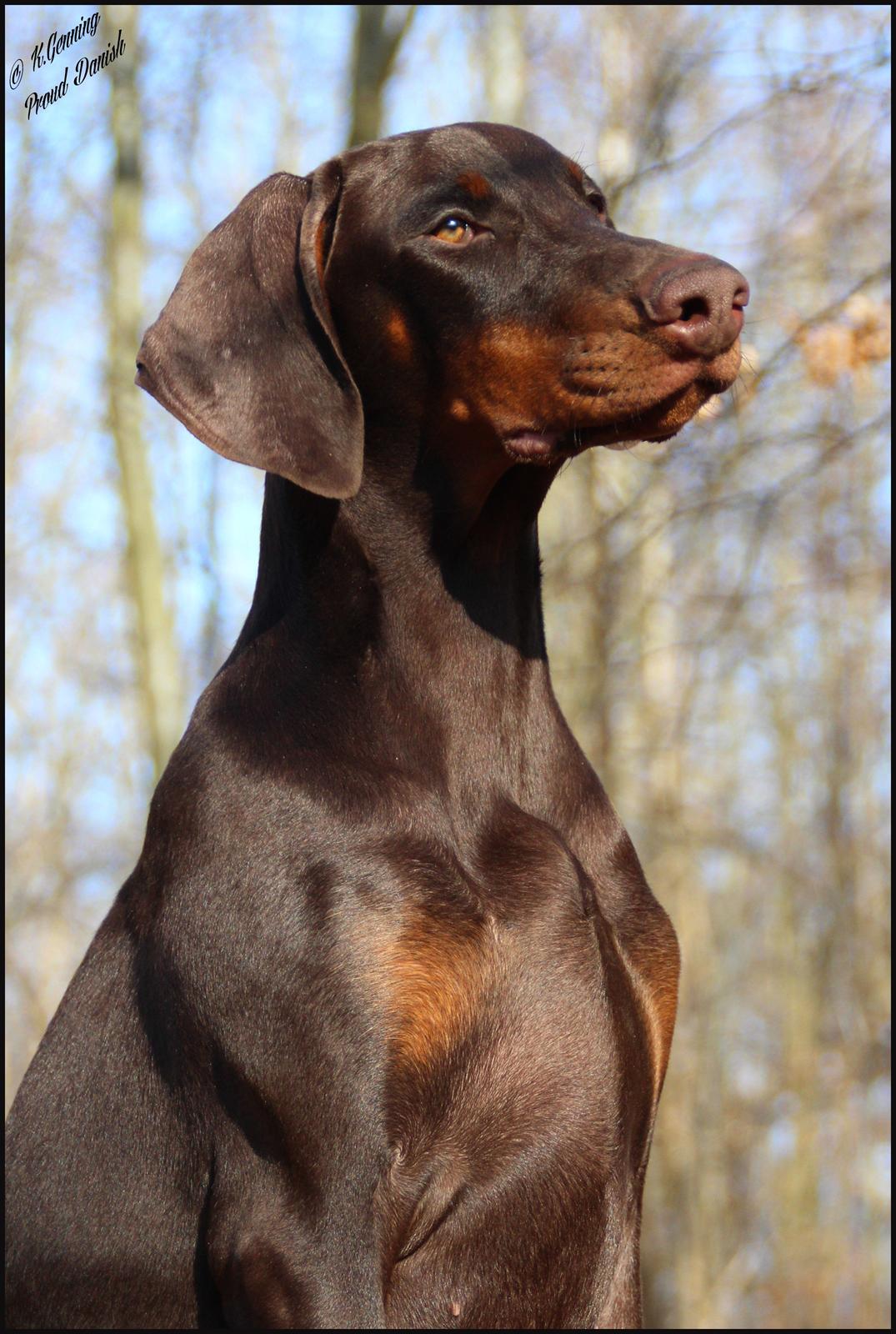 Dobermann LJCH From Island Korsika A Mill. $ Baby (Cocio) billede 12
