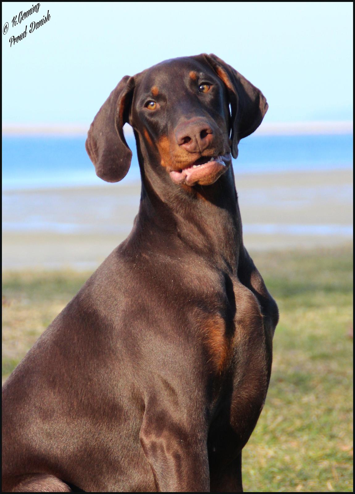 Dobermann LJCH From Island Korsika A Mill. $ Baby (Cocio) billede 10