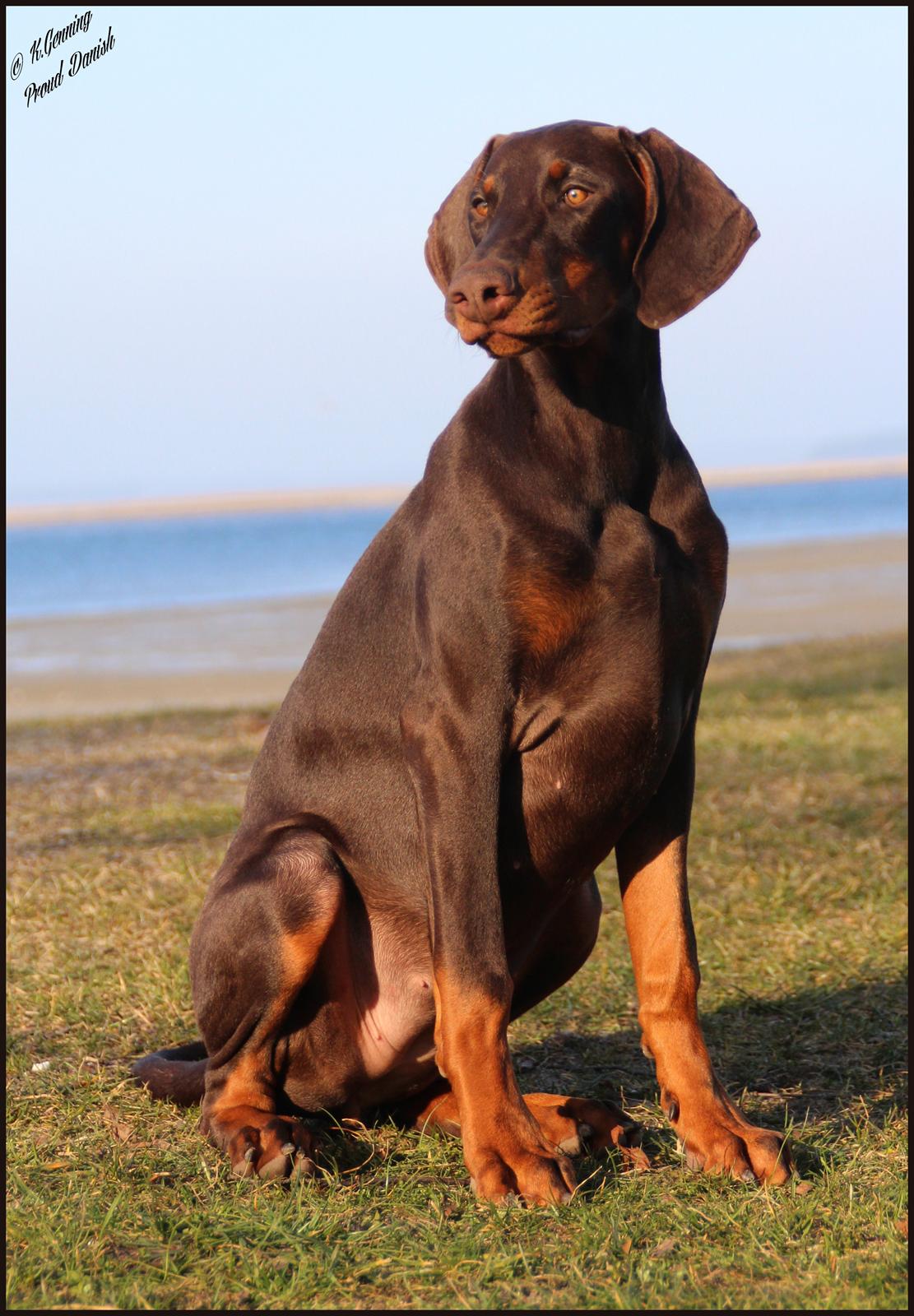 Dobermann LJCH From Island Korsika A Mill. $ Baby (Cocio) billede 9