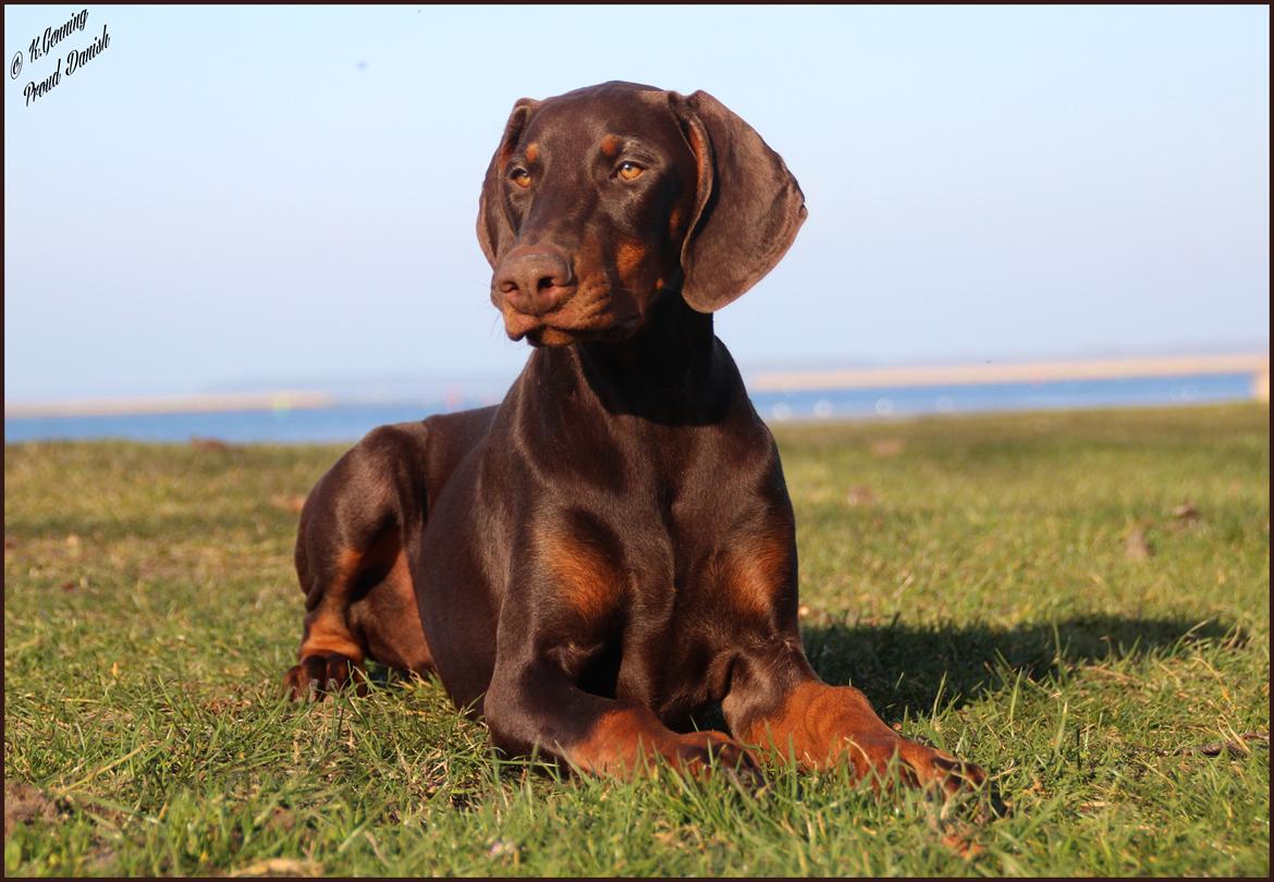 Dobermann LJCH From Island Korsika A Mill. $ Baby (Cocio) billede 8