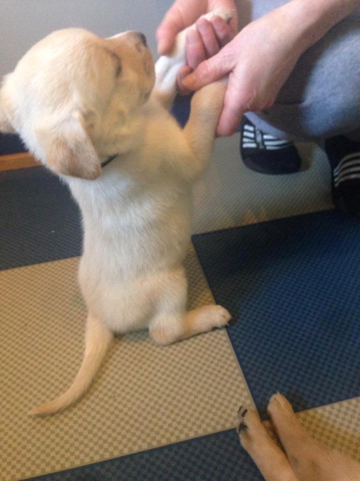 Blanding af racer Simba billede 31