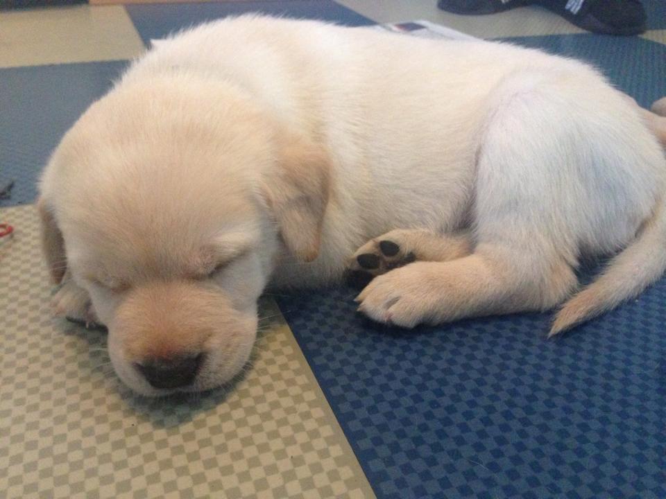 Blanding af racer Simba billede 32