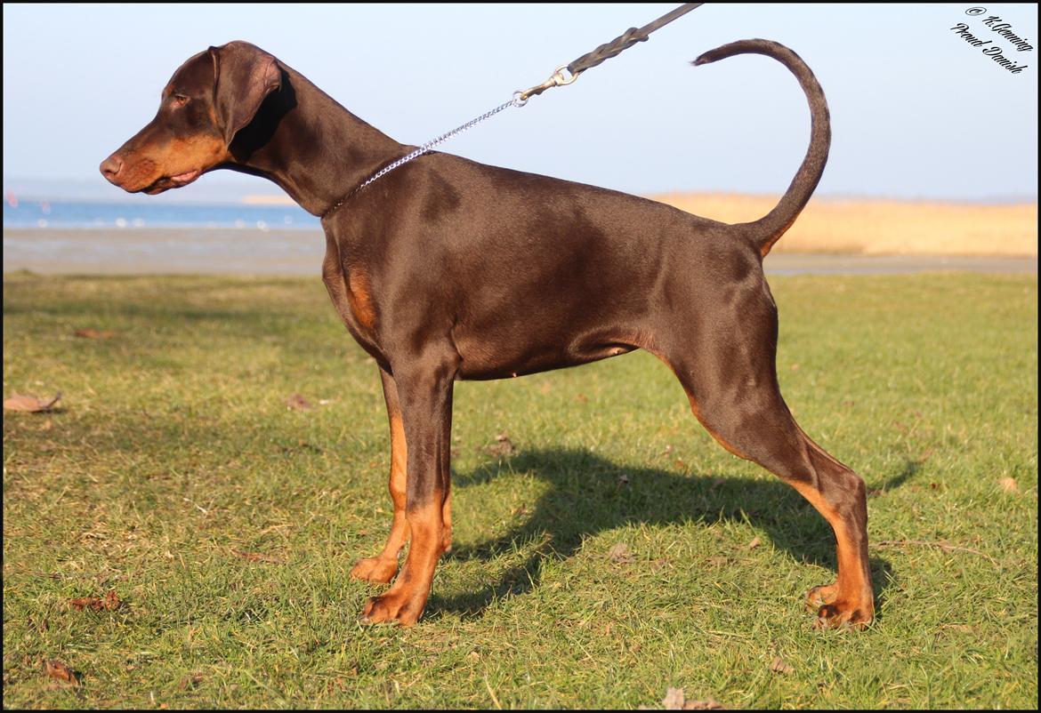 Dobermann LJCH From Island Korsika A Mill. $ Baby (Cocio) billede 11