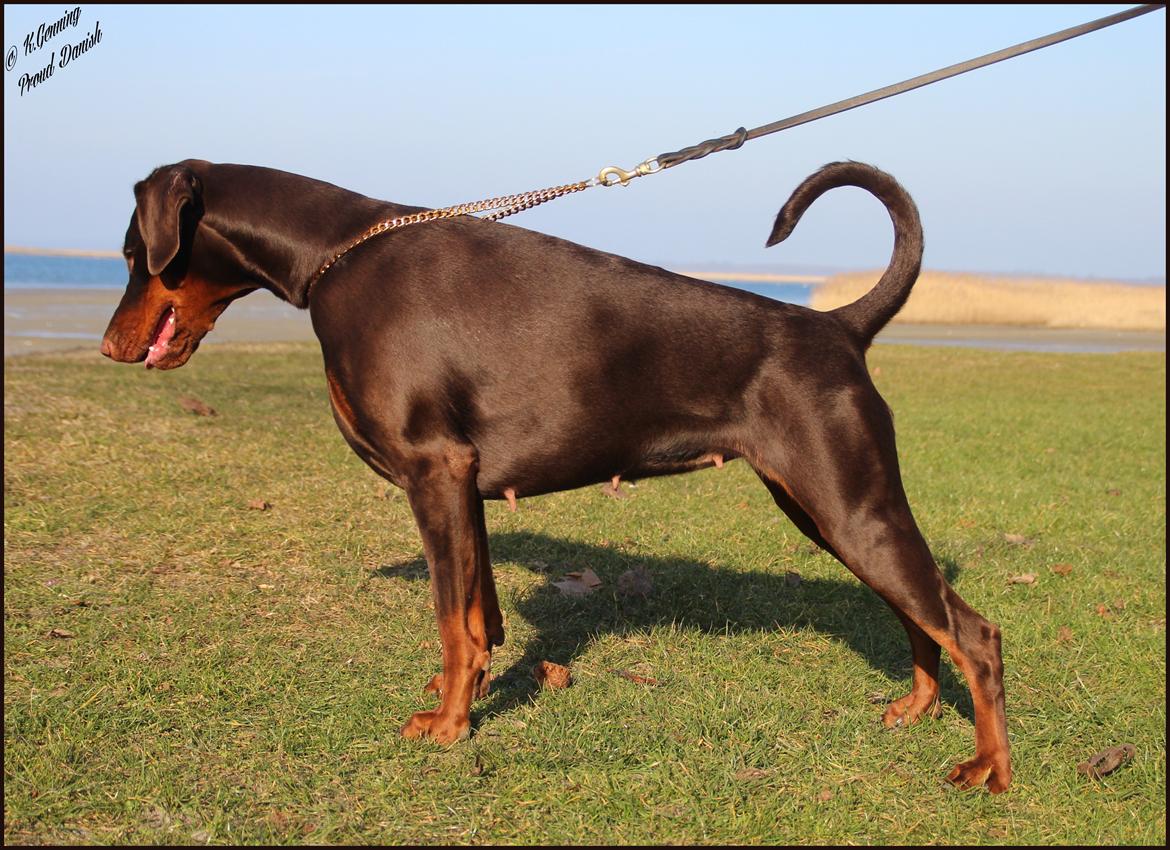 Dobermann DKKV13 AJW13 LUCH Proud Danish Flying Indian Girl billede 10