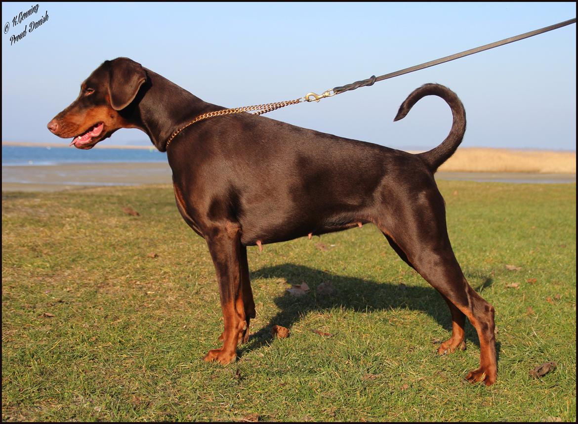 Dobermann DKKV13 AJW13 LUCH Proud Danish Flying Indian Girl billede 17