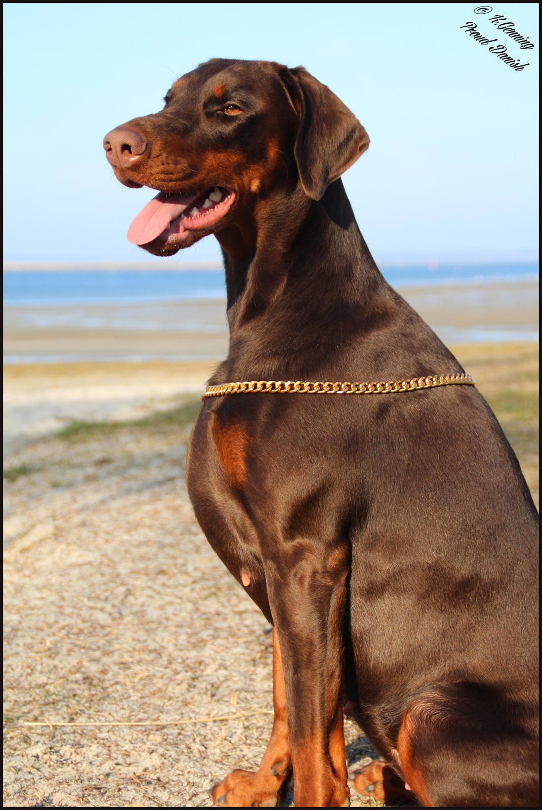 Dobermann DKKV13 AJW13 LUCH Proud Danish Flying Indian Girl billede 11