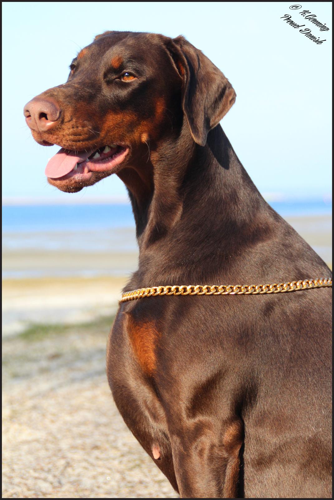 Dobermann DKKV13 AJW13 LUCH Proud Danish Flying Indian Girl billede 1