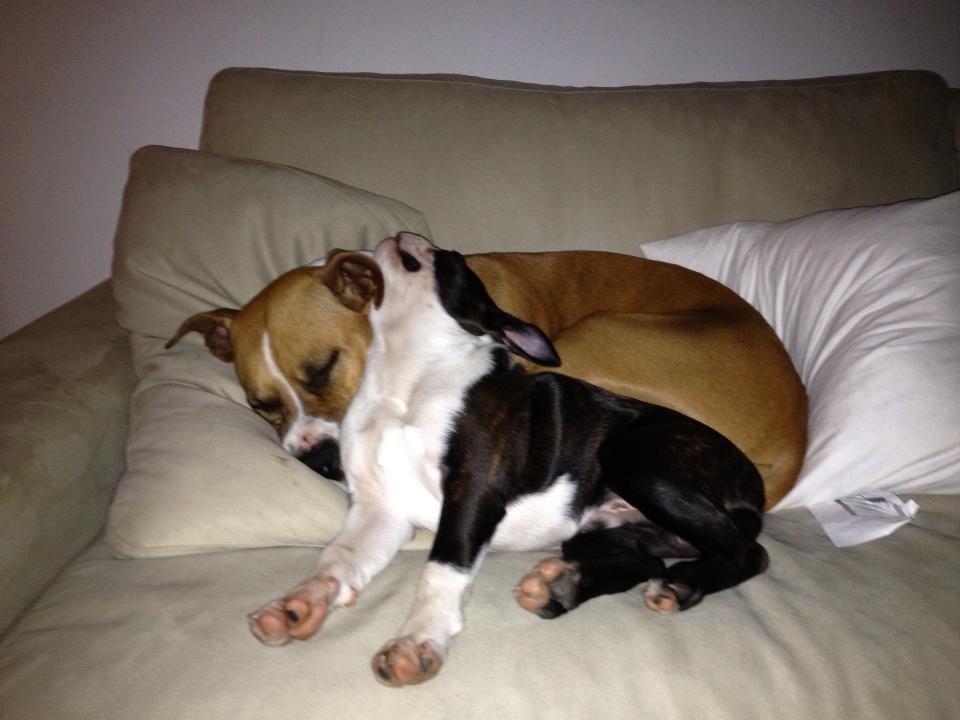 Boston terrier Multi-CH Westlund As Good As It Gets aka Pepsi billede 34