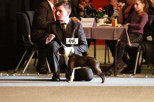 Boston terrier Multi-CH Westlund As Good As It Gets aka Pepsi - Show of Winners 2014 billede 35