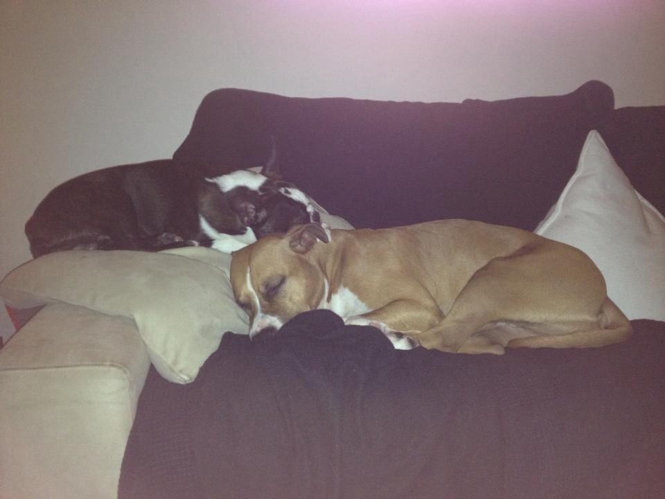 Boston terrier Multi-CH Westlund As Good As It Gets aka Pepsi billede 36