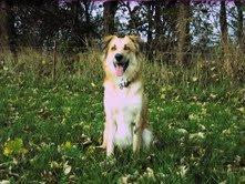 Blanding af racer loui billede 1