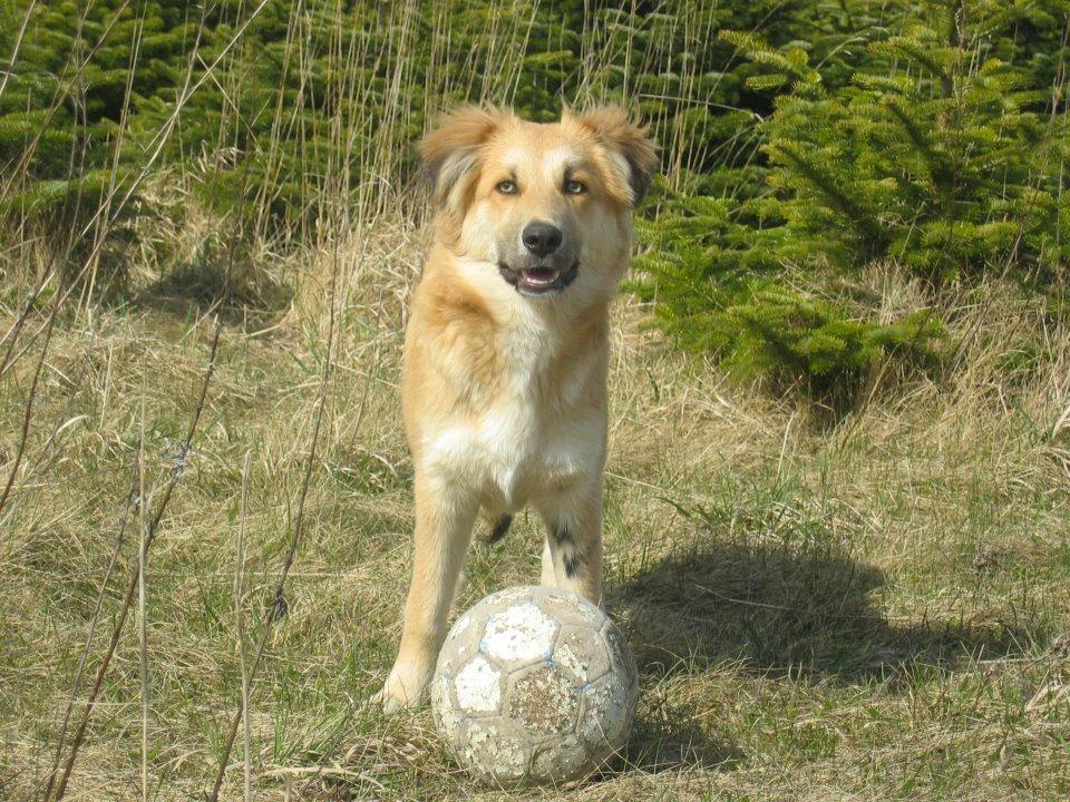 Blanding af racer loui billede 4