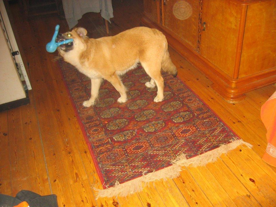 Blanding af racer loui billede 5