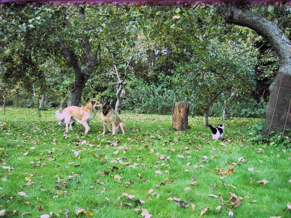 Blanding af racer loui billede 6