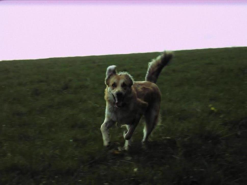 Blanding af racer loui billede 2