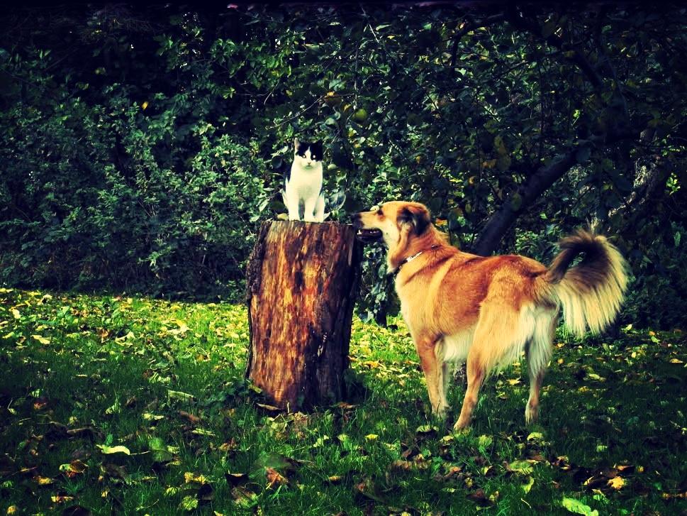 Blanding af racer loui billede 3