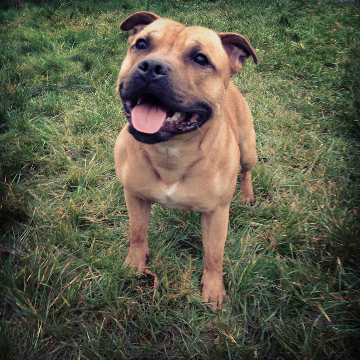 Staffordshire bull terrier KBHV2015 Wenk Staff' s King In A Corner aka Elo billede 10