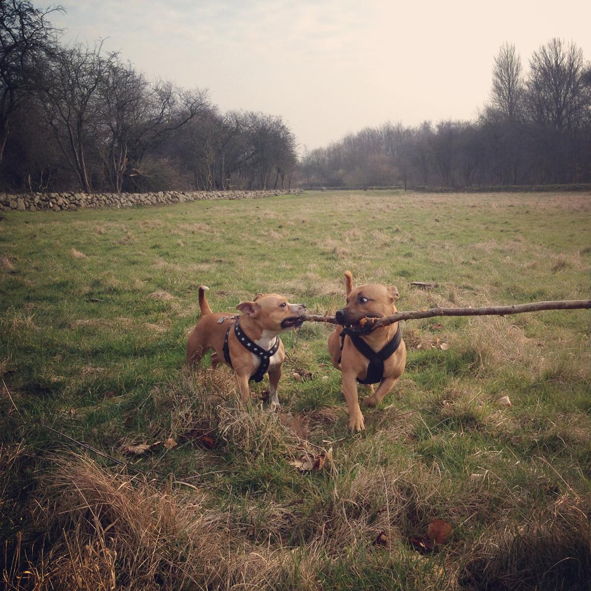 Staffordshire bull terrier KBHV2015 Wenk Staff' s King In A Corner aka Elo - Leg med søster CeCe  billede 12