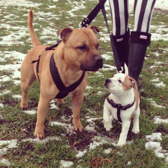 Staffordshire bull terrier KBHV2015 Wenk Staff' s King In A Corner aka Elo - Elo sammen med sin halv bror Diego <3   billede 11