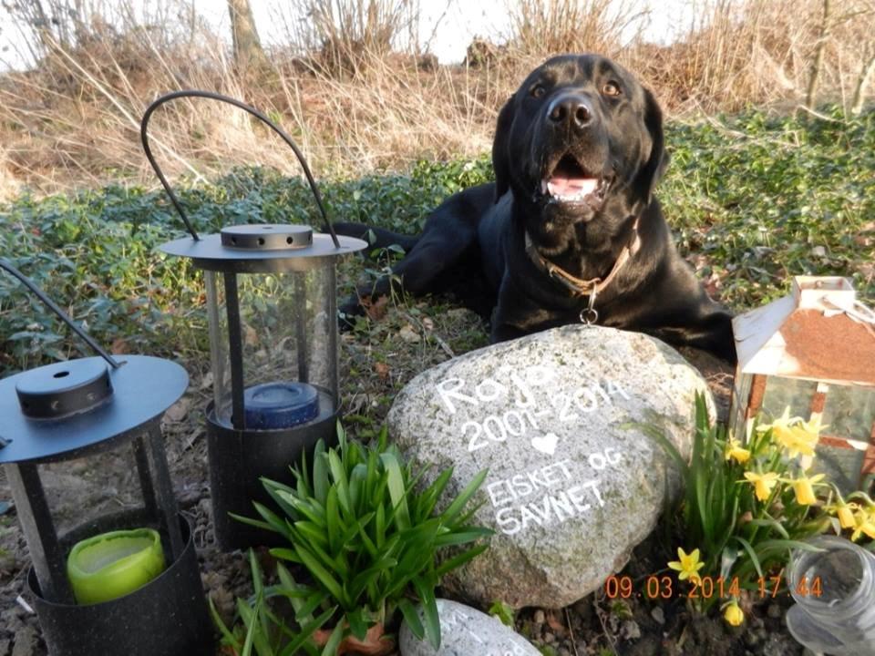 Labrador retriever Zulu - Mine to hunde - Zulu og Raja  billede 11
