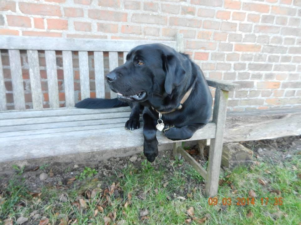 Labrador retriever Zulu billede 15