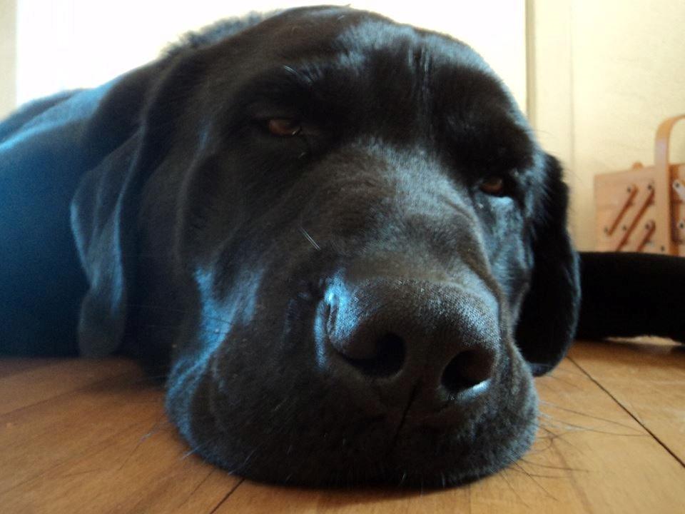 Labrador retriever Zulu billede 16