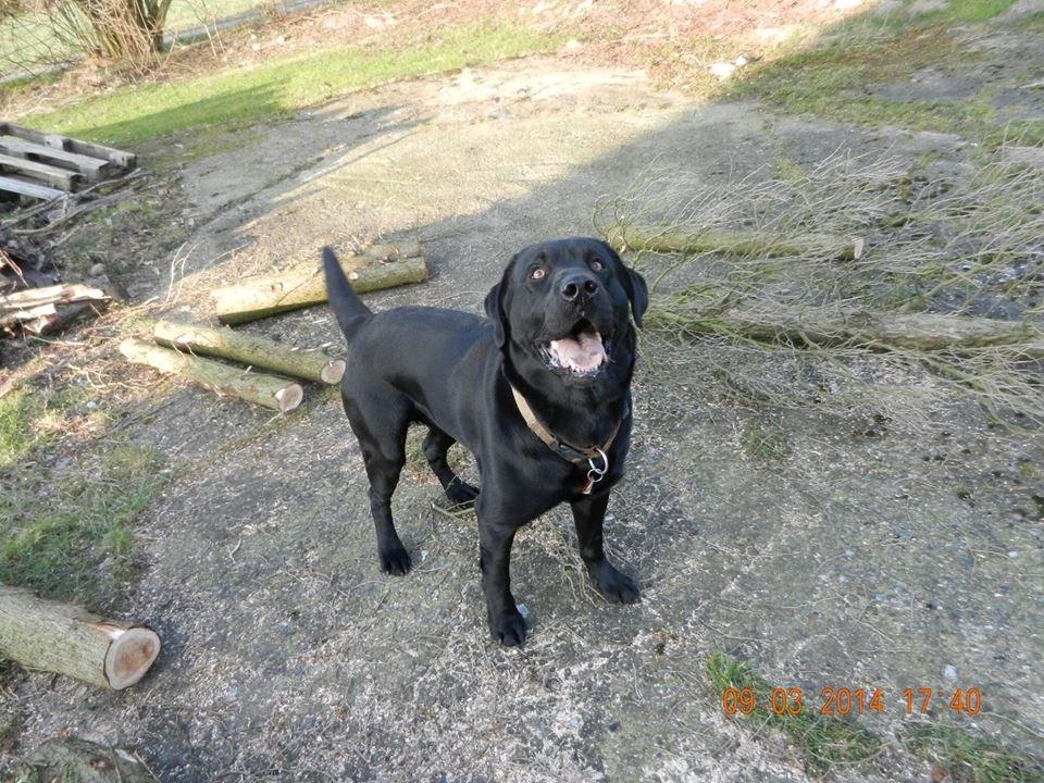 Labrador retriever Zulu billede 17