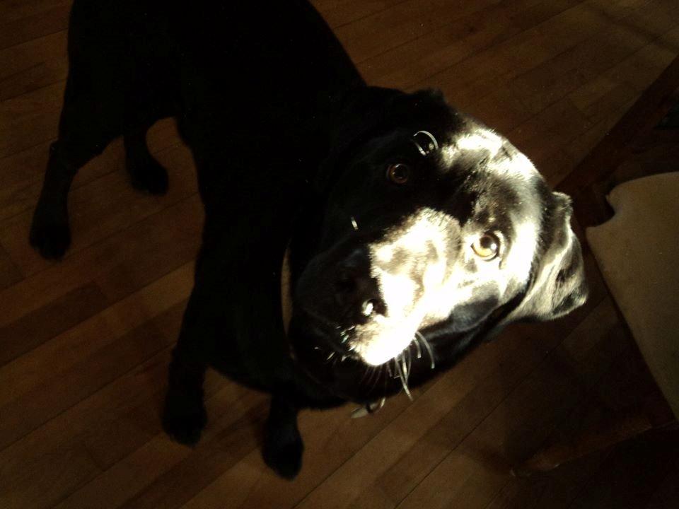 Labrador retriever Zulu billede 18