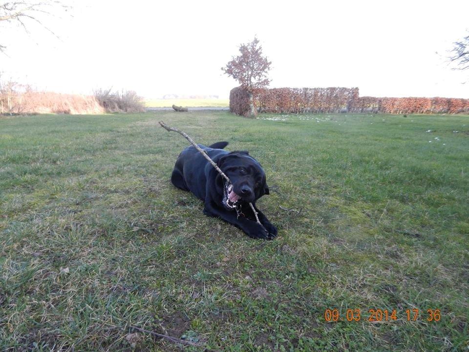 Labrador retriever Zulu billede 5