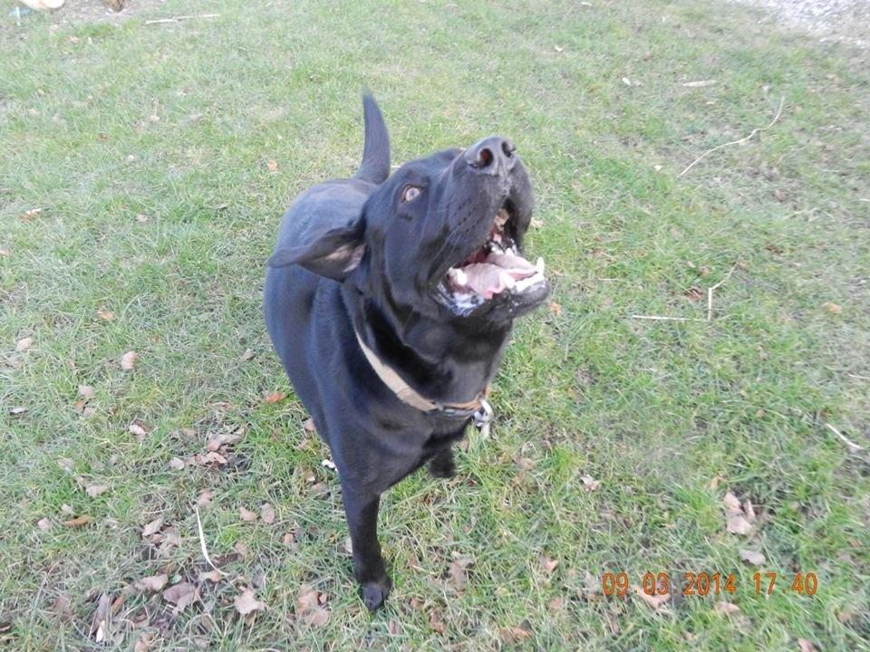 Labrador retriever Zulu billede 3