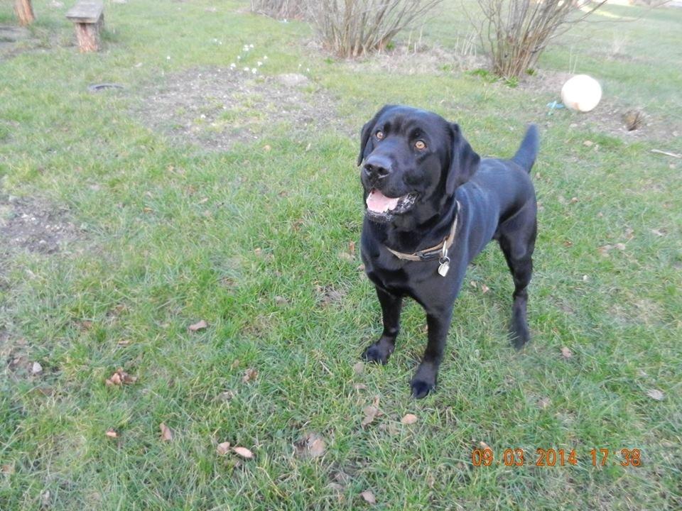 Labrador retriever Zulu billede 7