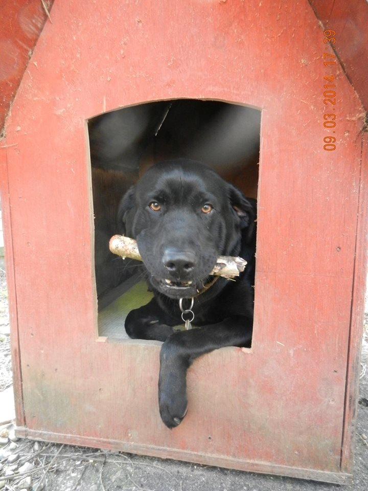 Labrador retriever Zulu billede 4