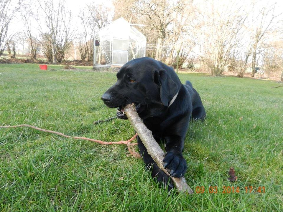 Labrador retriever Zulu billede 9