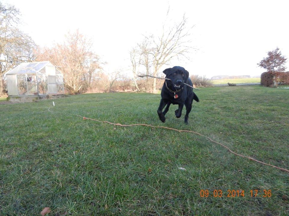 Labrador retriever Zulu billede 19