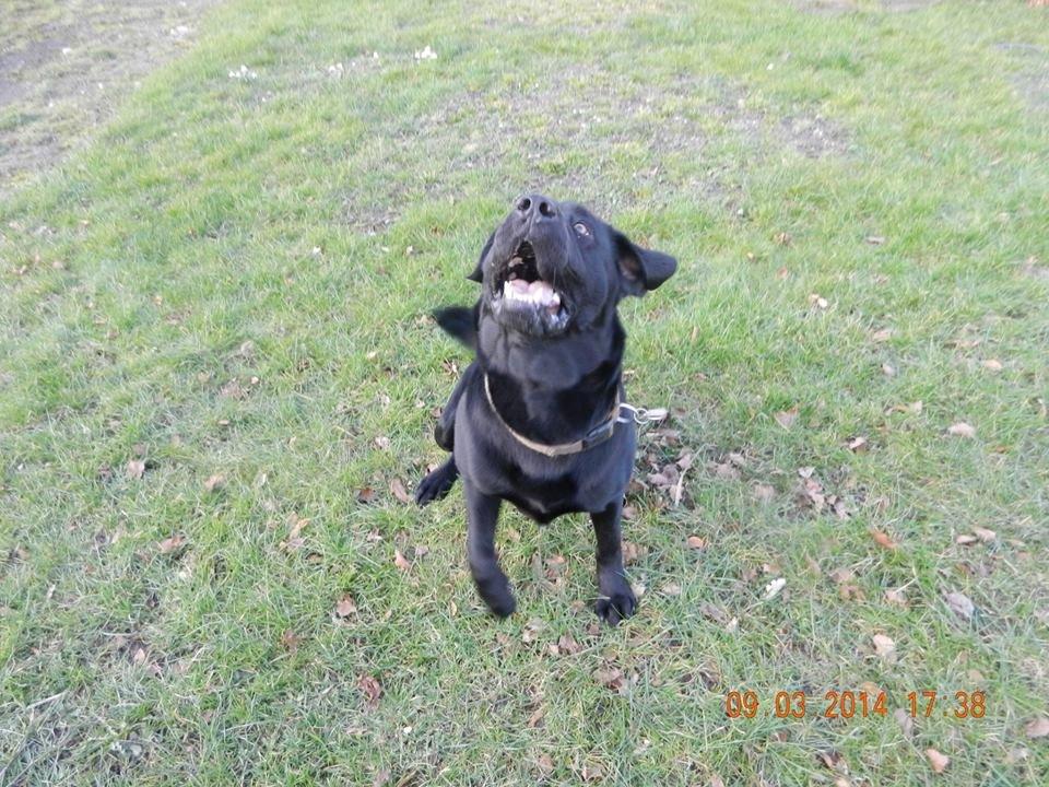 Labrador retriever Zulu billede 13