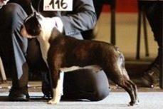 Boston terrier Multi-CH Westlund As Good As It Gets aka Pepsi billede 37