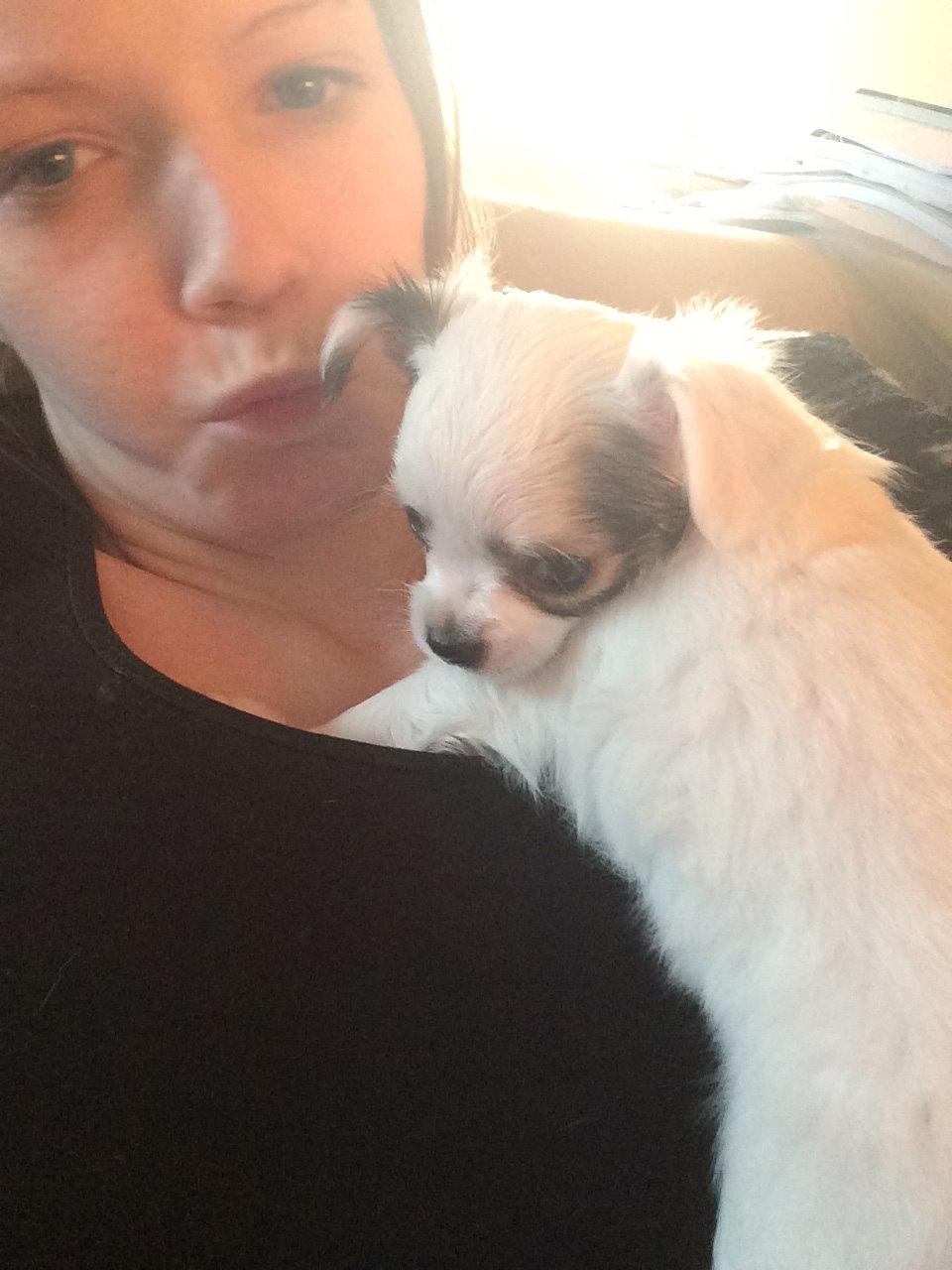 Chihuahua Kikiaeala billede 2