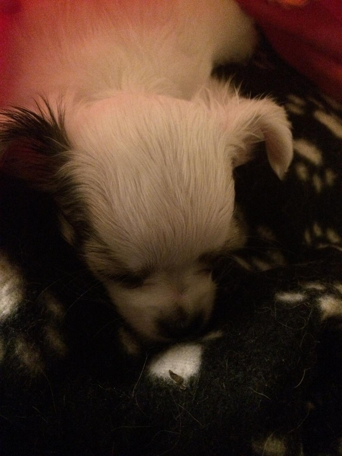 Chihuahua Kikiaeala billede 3