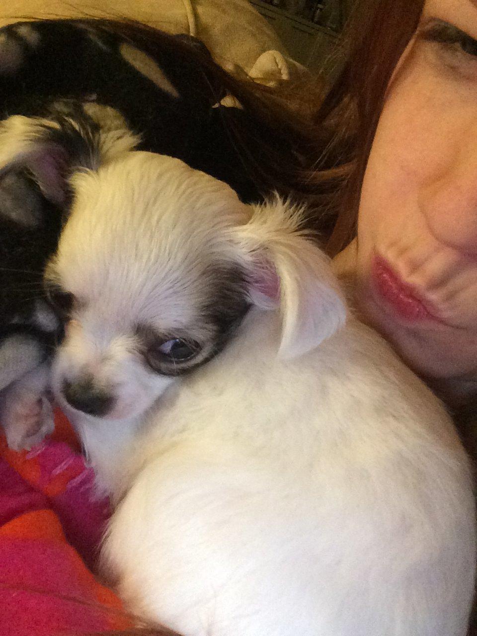 Chihuahua Kikiaeala billede 4