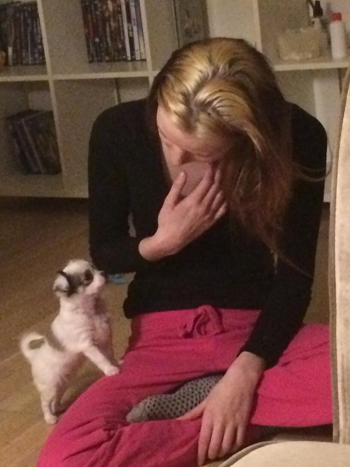 Chihuahua Kikiaeala billede 5