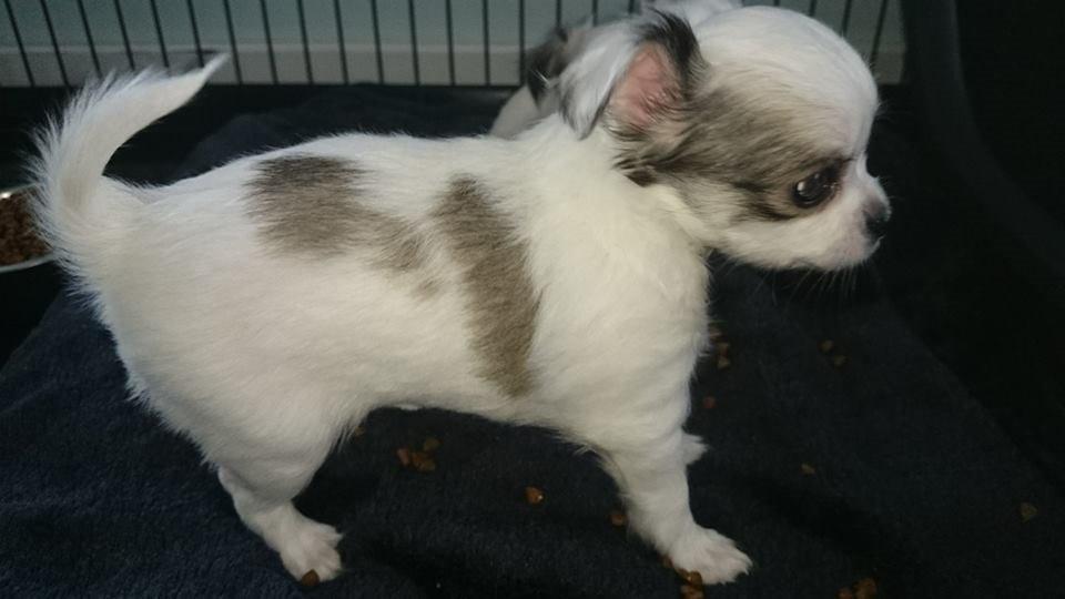 Chihuahua Kikiaeala billede 1