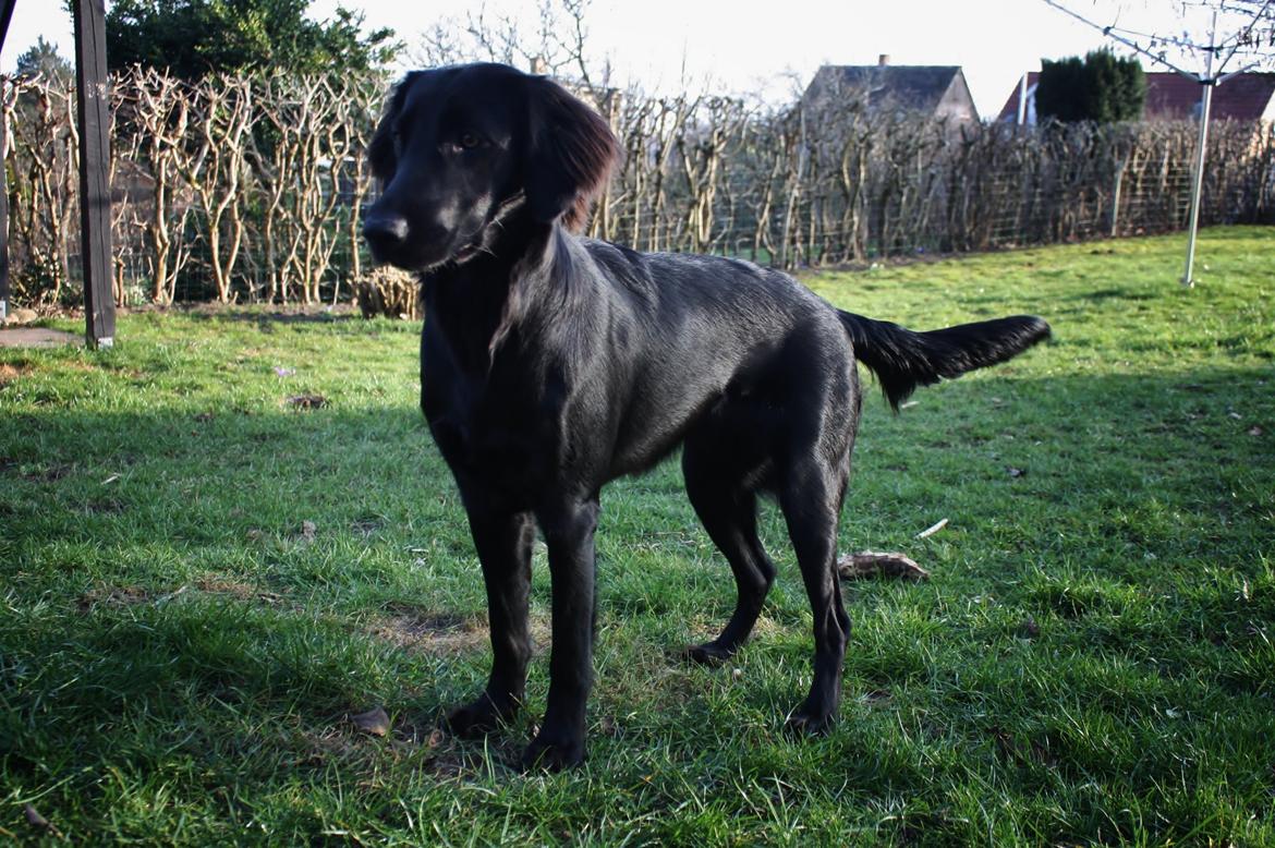 Blanding af racer Sia billede 5