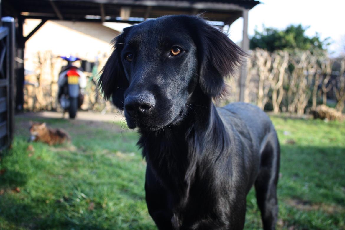 Blanding af racer Sia - 9 måneder billede 4