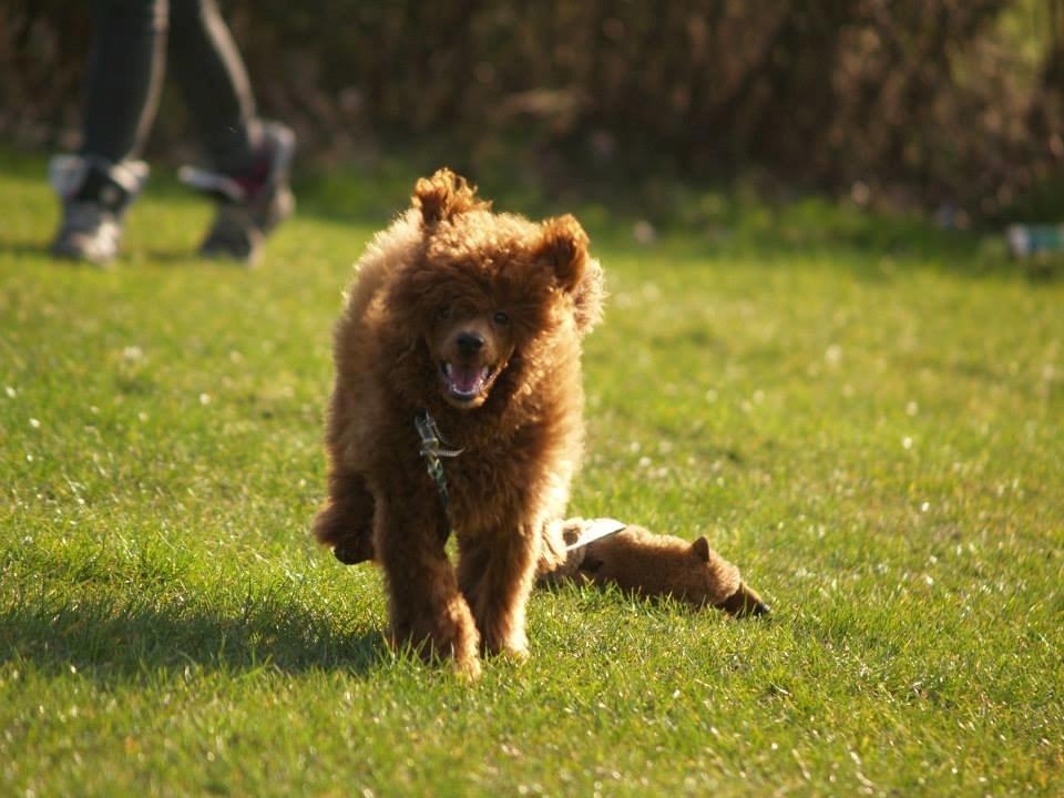 Dværgpuddel Floxie sunset Fabulos Friend (Baby) billede 26