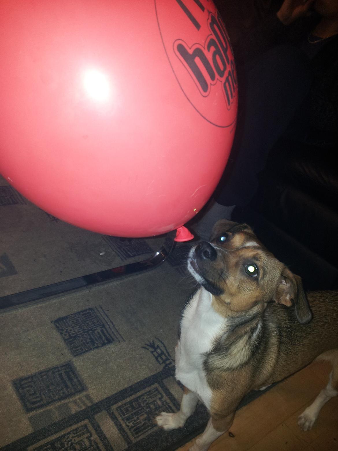Blanding af racer coco - Coco elsker balloner :-) billede 33