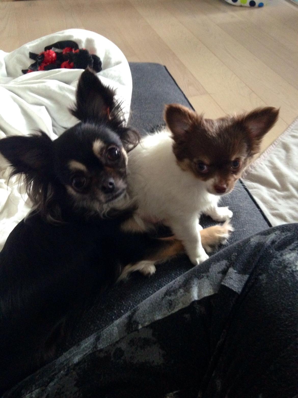 Chihuahua Mynthe billede 17